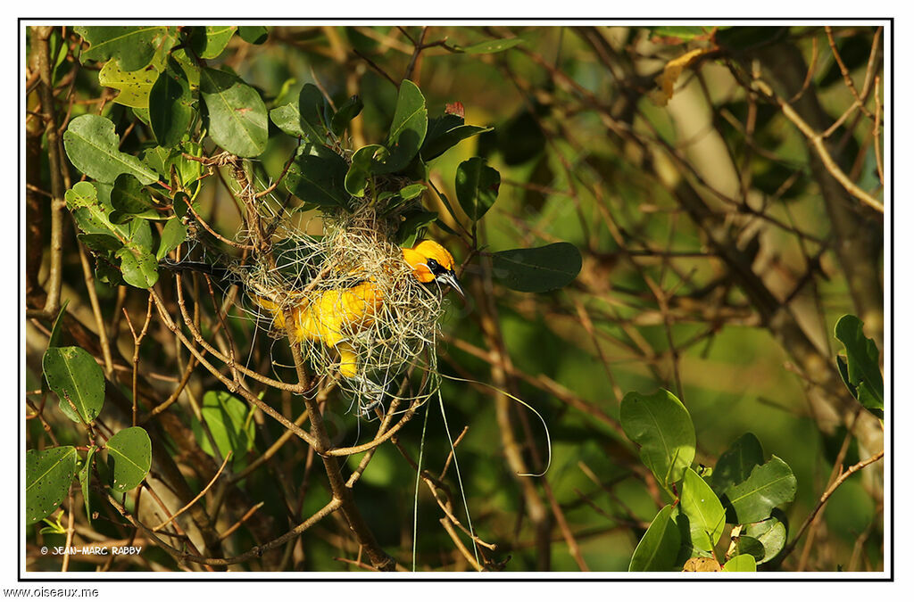 Oriole jaune, identification