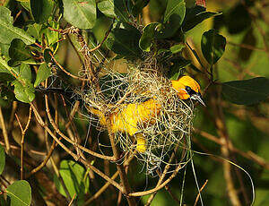 Oriole jaune