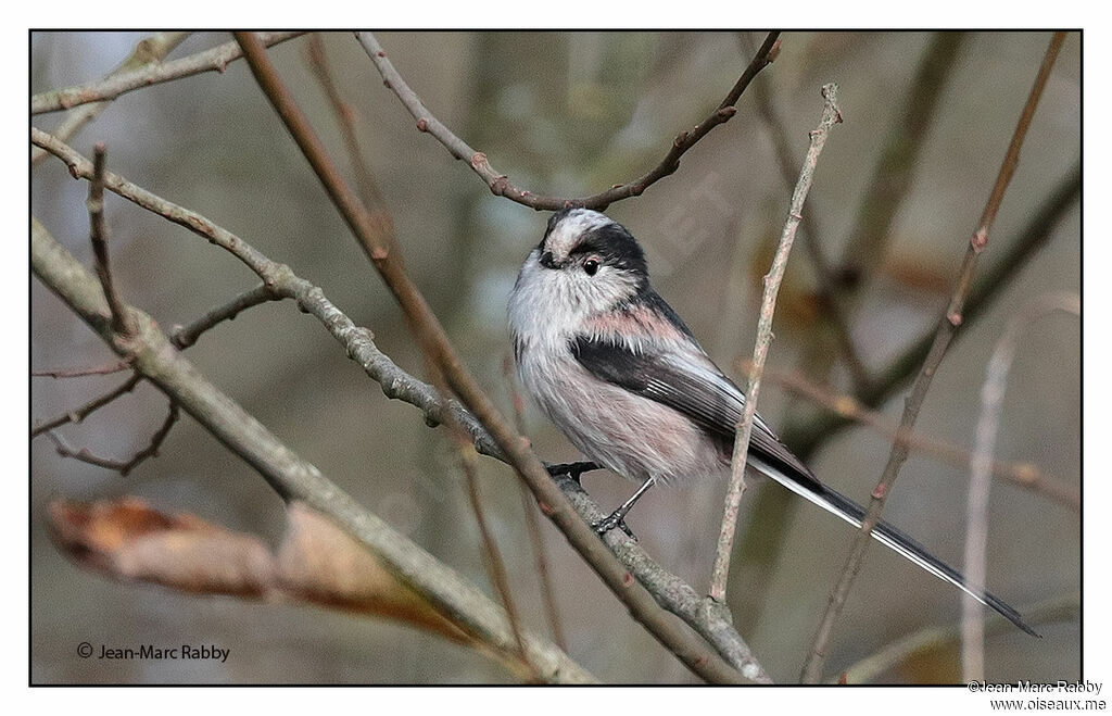 Long-tailed Tit, identification