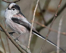 Long-tailed Tit