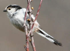 Long-tailed Tit