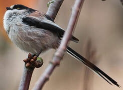 Long-tailed Tit