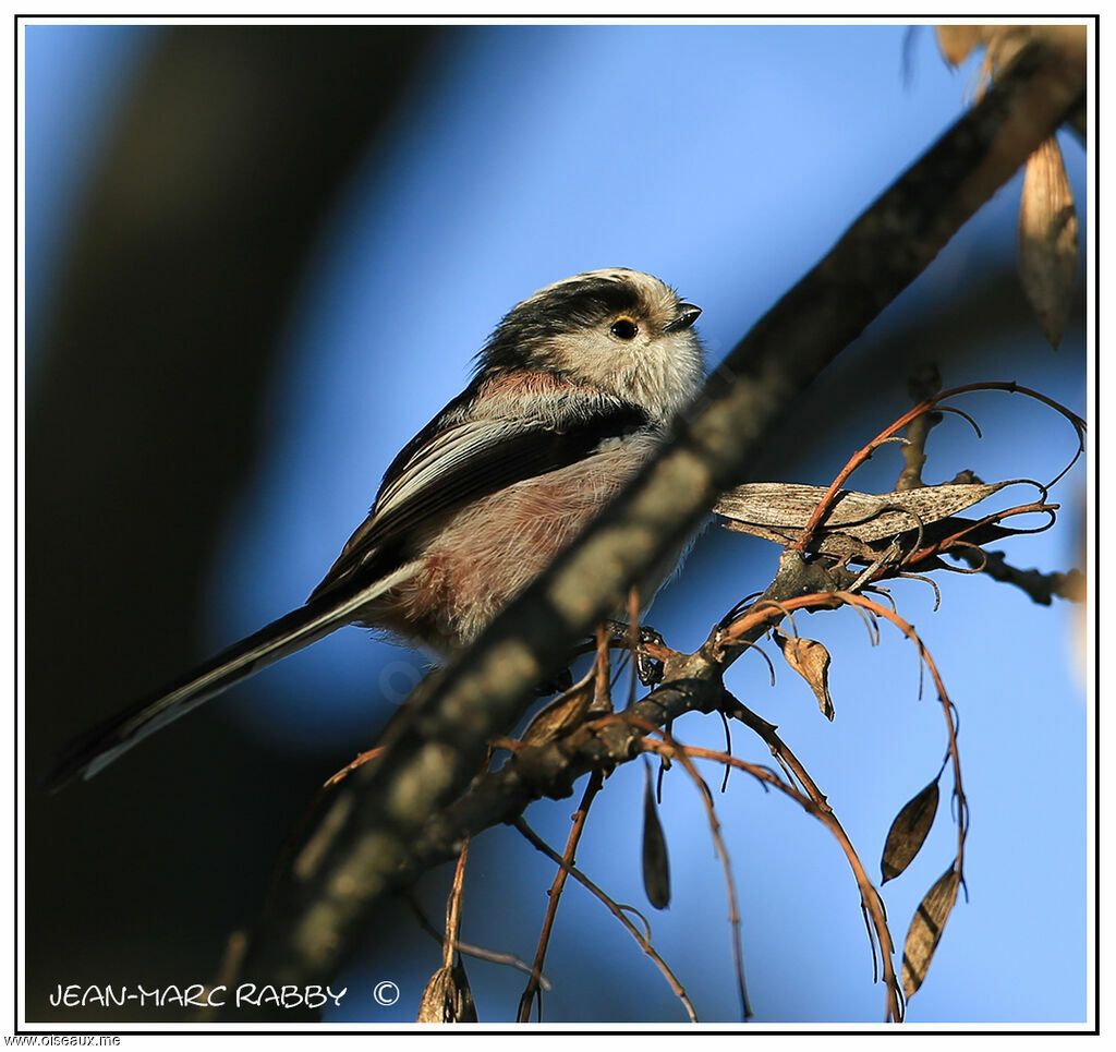 Long-tailed Tit, identification