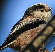 Long-tailed Tit