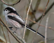 Long-tailed Tit