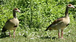 Egyptian Goose