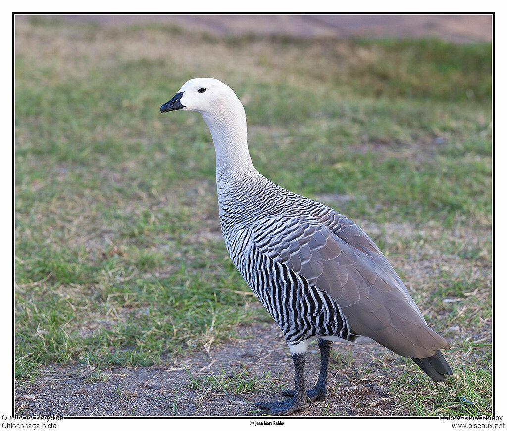 Ouette de Magellan, identification