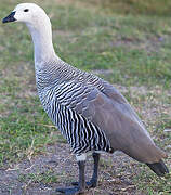 Upland Goose