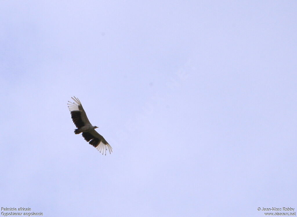 Palm-nut Vulture