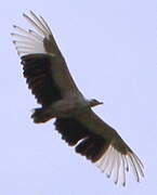 Palm-nut Vulture