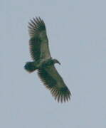 Palm-nut Vulture