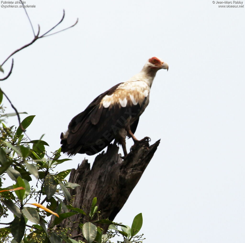 Palmiste africain, identification