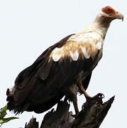 Palm-nut Vulture