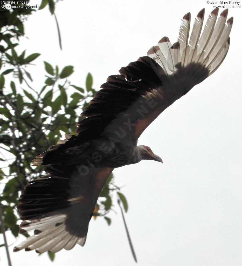 Palm-nut Vulture, Flight