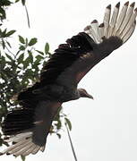 Palm-nut Vulture