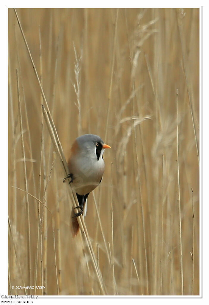 Bearded Reedling, identification