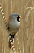 Bearded Reedling