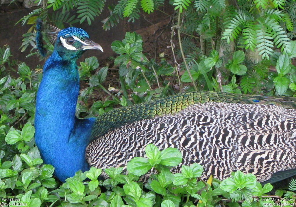 Paon bleu mâle