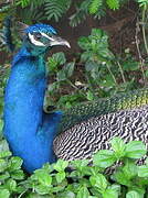 Indian Peafowl