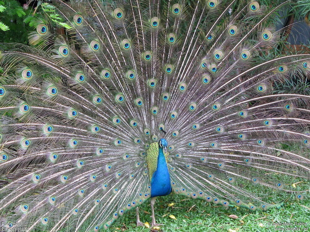 Indian Peafowl