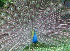 Indian Peafowl