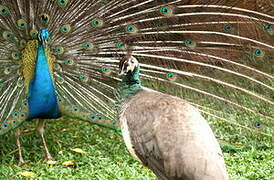 Indian Peafowl