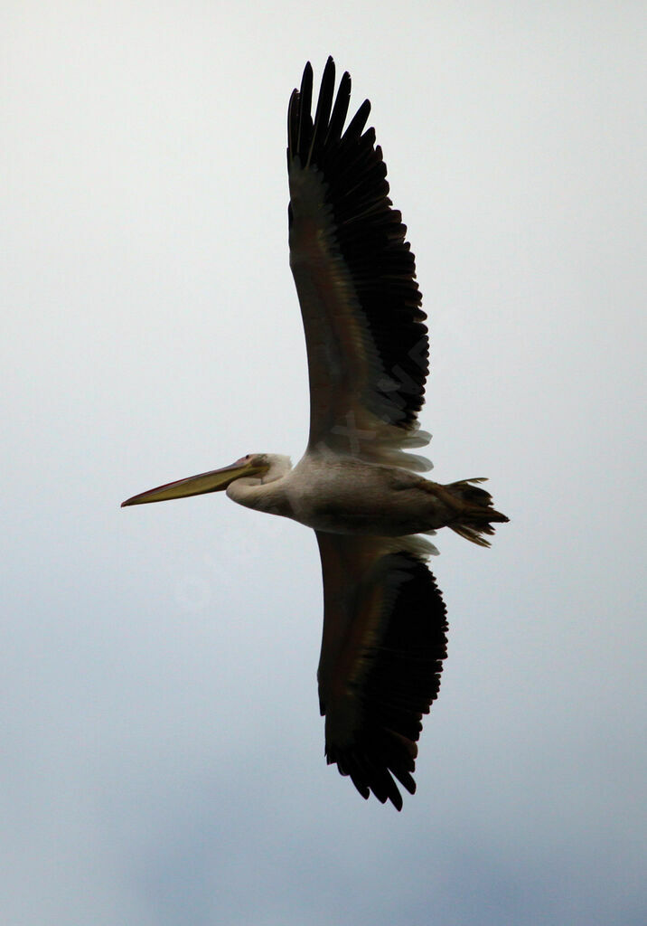 Great White Pelican