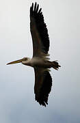 Great White Pelican