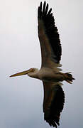 Great White Pelican