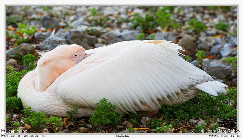 Pélican blanc, identification