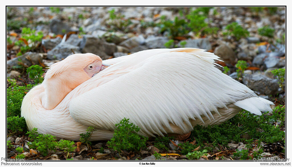 Great White Pelican, identification