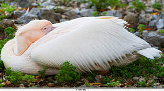 Great White Pelican