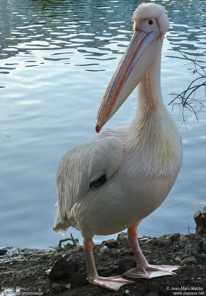 Pélican blanc, identification