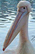 Great White Pelican