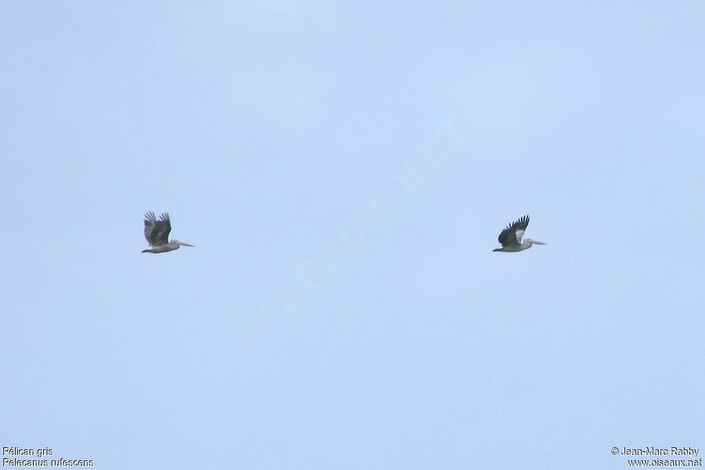 Pink-backed Pelican