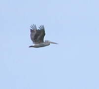 Pink-backed Pelican