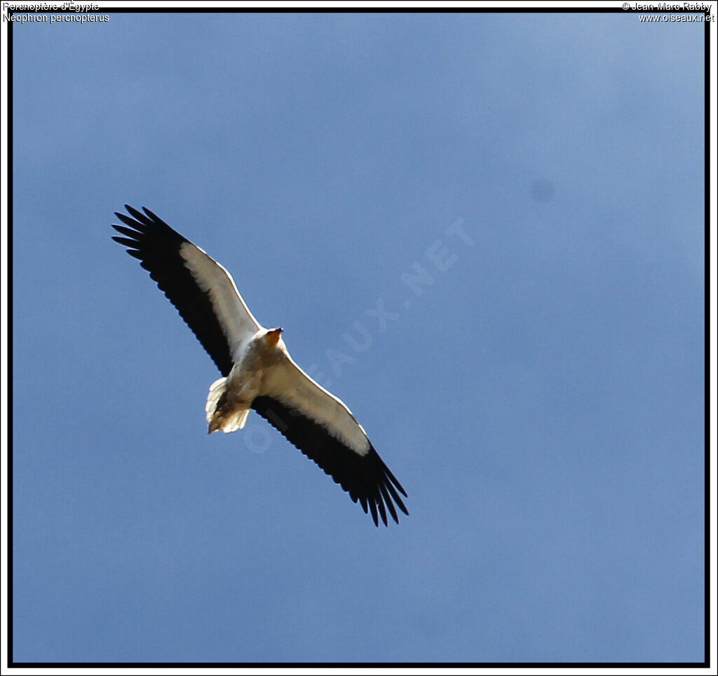 Egyptian Vulture, Flight