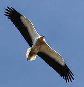 Egyptian Vulture