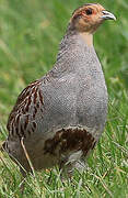 Grey Partridge