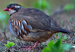 Red-legged Partridge