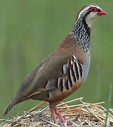 Red-legged Partridge