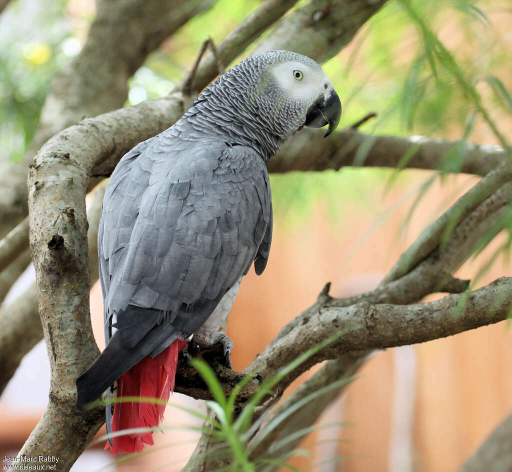 Grey Parrotadult, identification