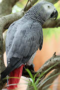 Grey Parrot