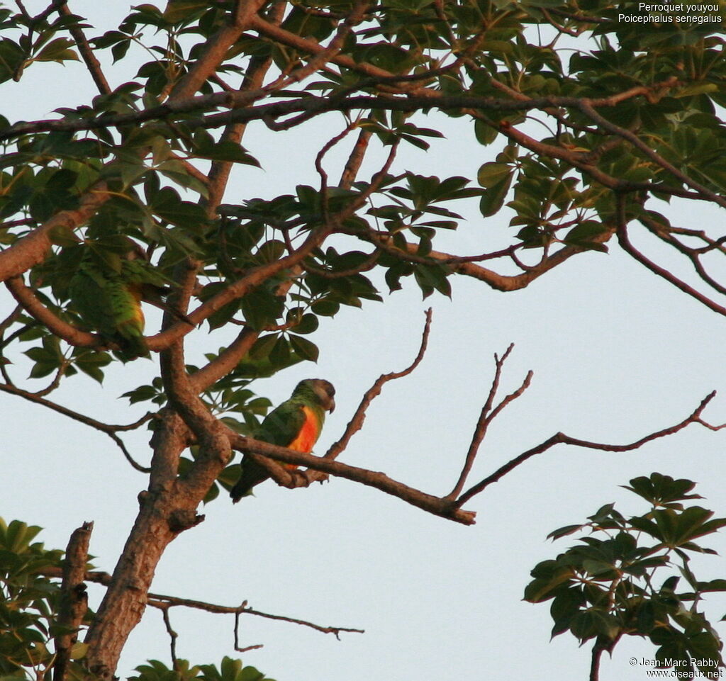 Senegal Parrot