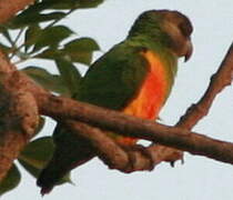 Senegal Parrot