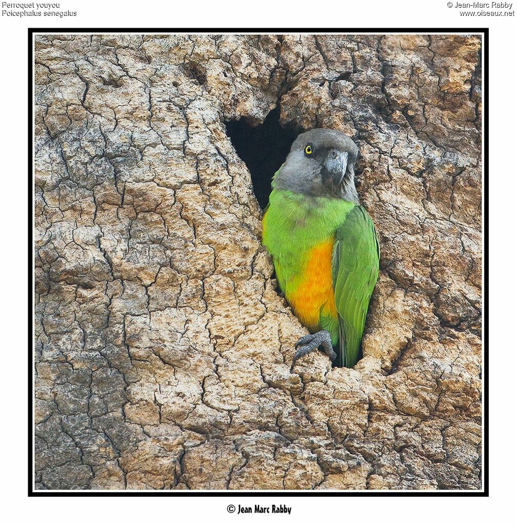 Senegal Parrot, identification