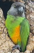 Senegal Parrot