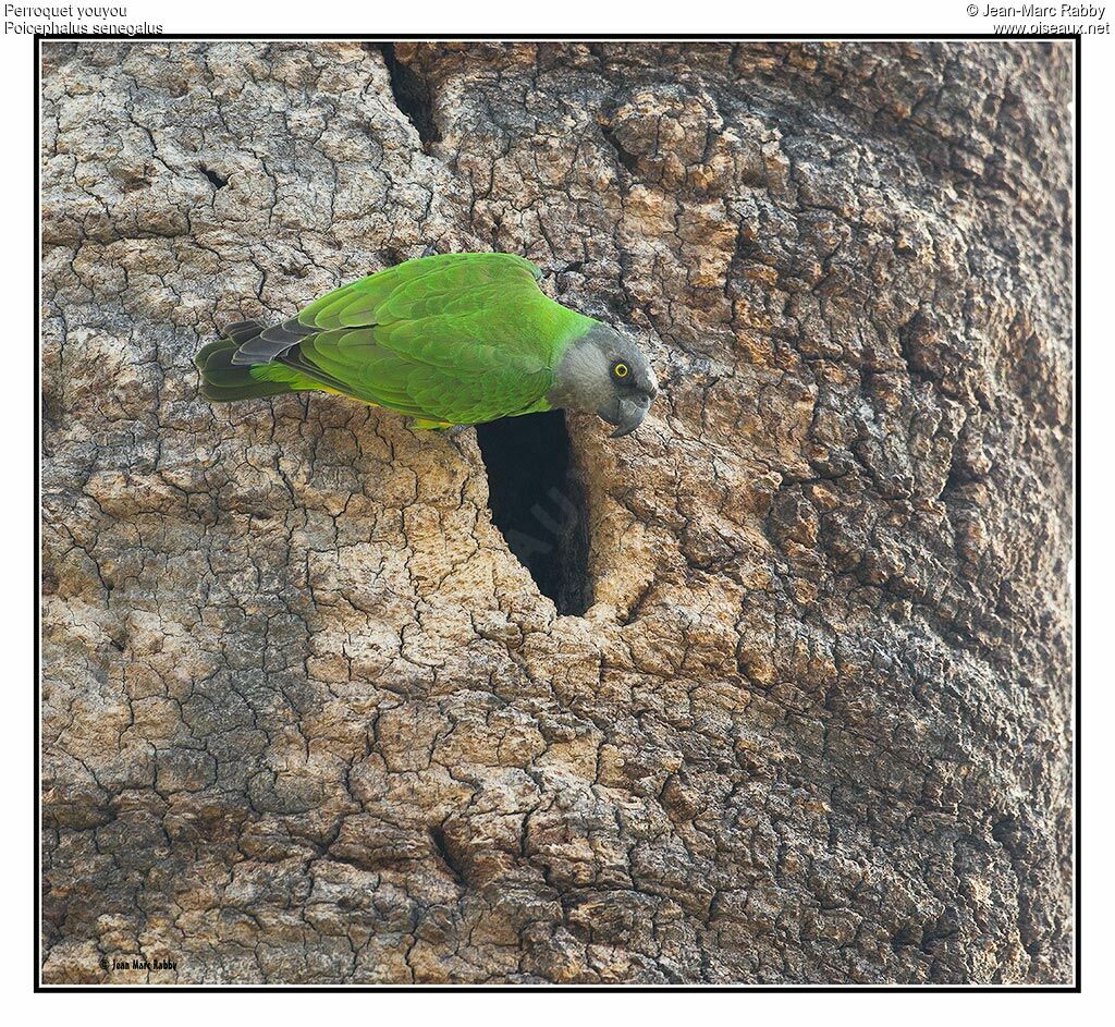 Senegal Parrot, identification