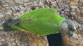 Senegal Parrot