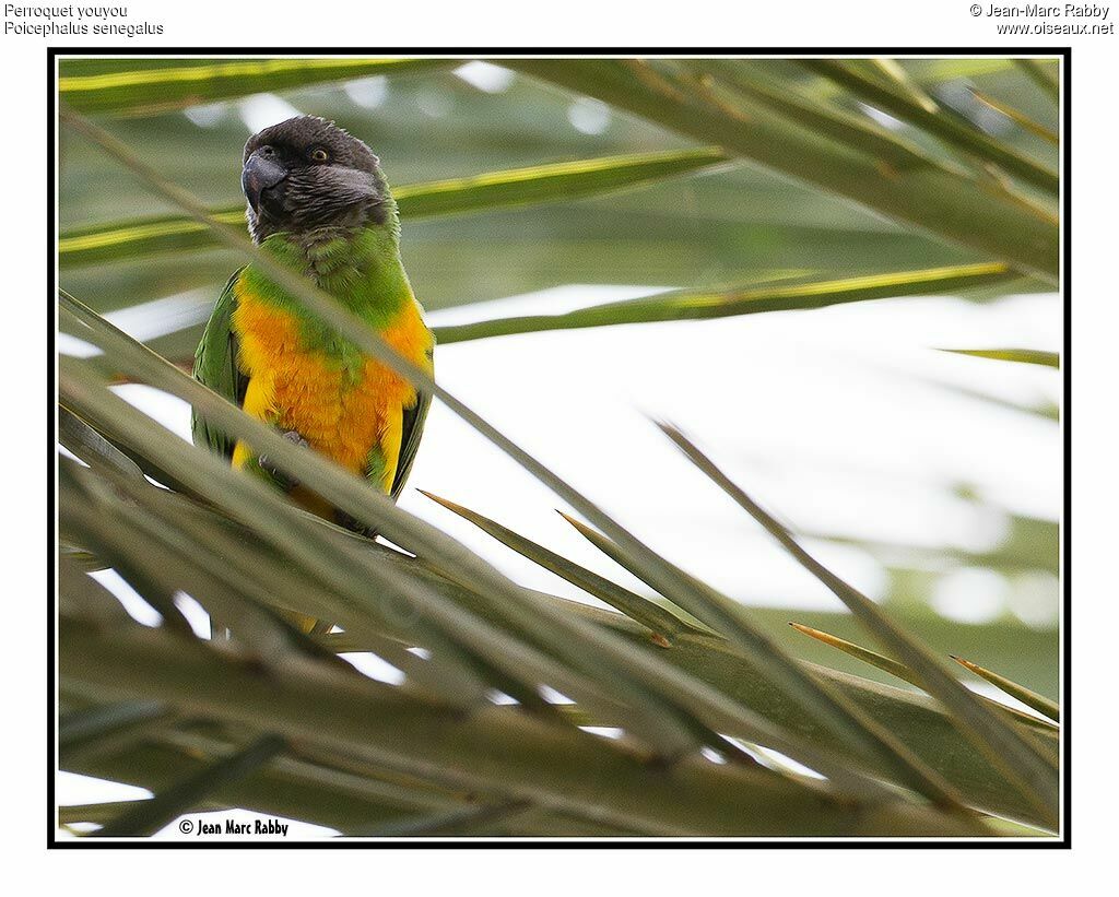 Senegal Parrot, identification